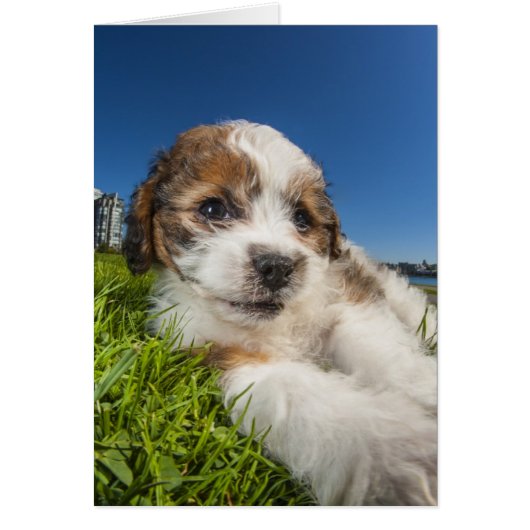 Cute puppy dog (Shitzu) Cards (Front)