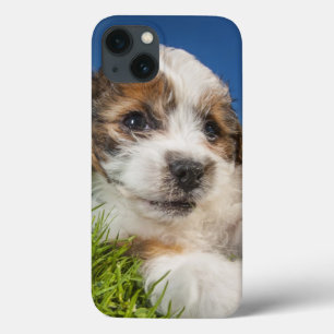 Cute puppy dog (Shitzu) iPhone 13 Case