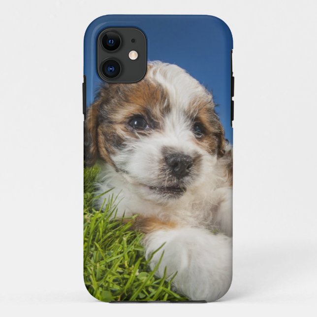 Cute puppy dog (Shitzu) Case-Mate iPhone Case (Back)