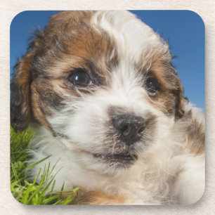 Cute puppy dog (Shitzu) Coaster