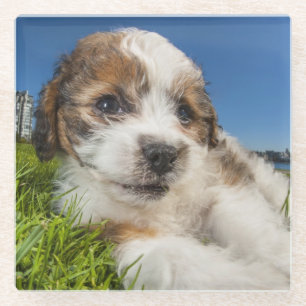 Cute puppy dog (Shitzu) Glass Coaster