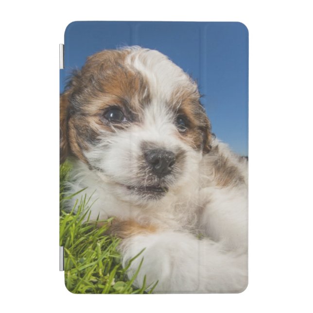 Cute puppy dog (Shitzu) iPad Mini Cover (Front)