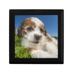 Cute puppy dog (Shitzu) Keepsake Box