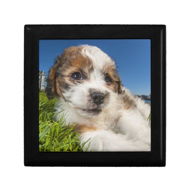 Cute puppy dog (Shitzu) Keepsake Box (Front)