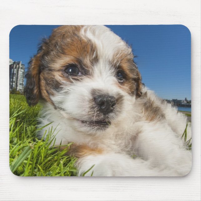 Cute puppy dog (Shitzu) Mouse Pad (Front)