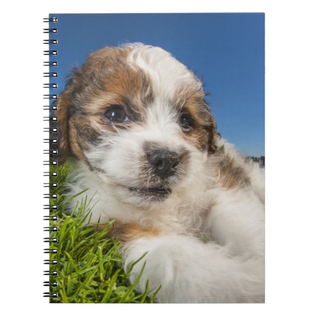 Cute puppy dog (Shitzu) Notebook (Front)