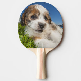 Cute puppy dog (Shitzu) Ping-Pong Paddle