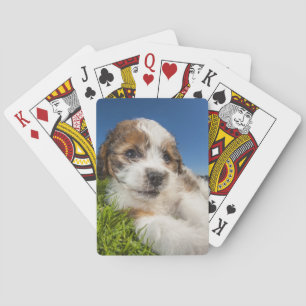 Cute puppy dog (Shitzu) Poker Cards