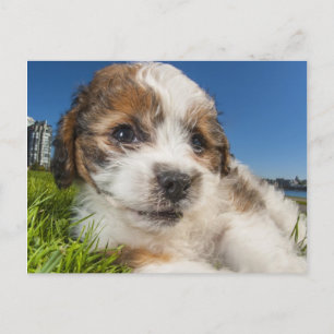 Cute puppy dog (Shitzu) Postcard
