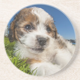 Cute puppy dog (Shitzu) Sandstone Coaster