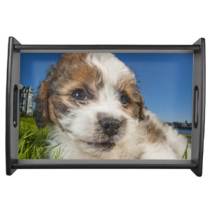 Cute puppy dog (Shitzu) Serving Tray