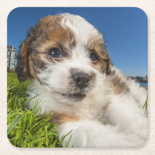Cute puppy dog (Shitzu) Square Paper Coaster