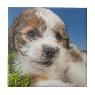 Cute puppy dog (Shitzu) Tile