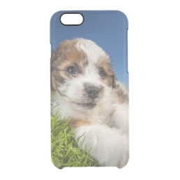 Cute puppy dog (Shitzu) Clear iPhone 6/6S Case