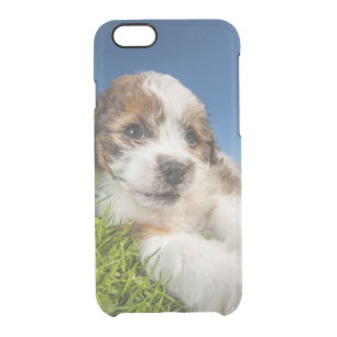Cute puppy dog (Shitzu) Clear iPhone 6/6S Case