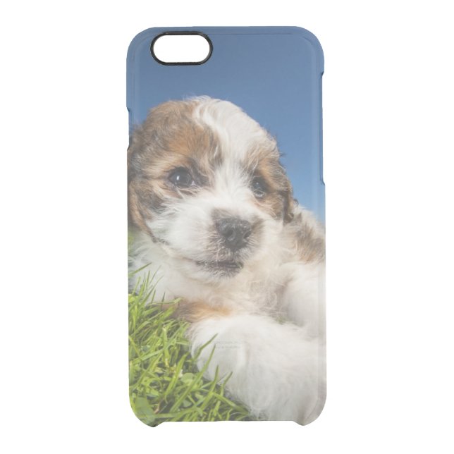 Cute puppy dog (Shitzu) Uncommon iPhone Case (Back)
