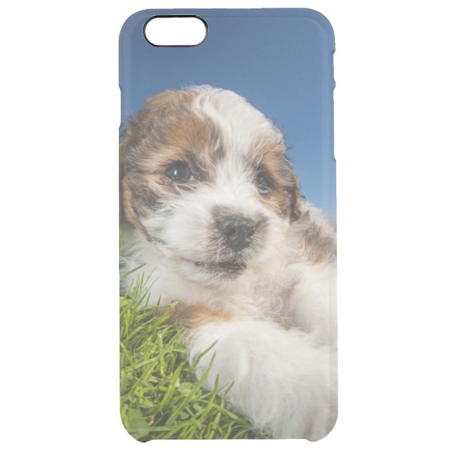 Cute puppy dog (Shitzu) Uncommon iPhone Case (Back)