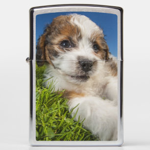 Cute puppy dog (Shitzu) Zippo Lighter