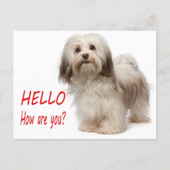 Cute Puppy Dog Thinking Of You Havanese Hello Postcard by LoveandSerenity at Zazzle
