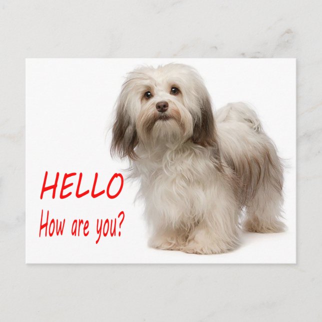 Cute Puppy Dog Thinking of You Havanese Hello Postcard (Front)
