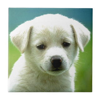 cute-puppy-dog-wallpapers.jpg tile