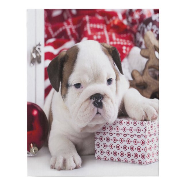Cute Puppy English Bulldog | Funny Christmas Faux Canvas Print (Front)