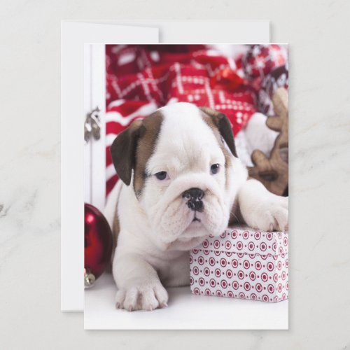 Cute Puppy English Bulldog  Funny Christmas Holiday Card