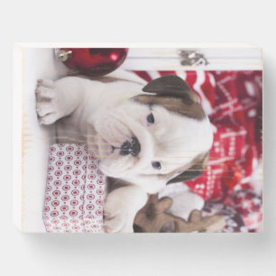 Cute Puppy English Bulldog Funny Christmas Wooden Box Sign