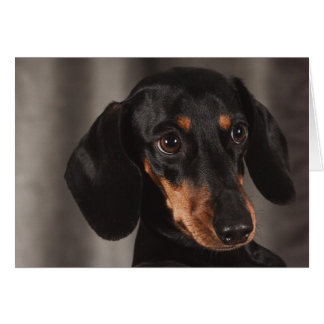 Cute Puppy Eye Dachshund Dog Cards