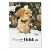 Cute Puppy lab retriever  (Front)