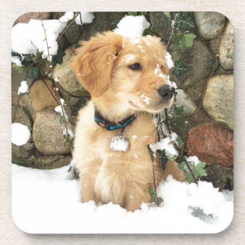 Cute Puppy lab retriever  Beverage Coaster