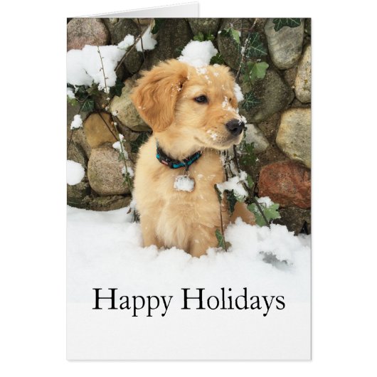 Cute Puppy lab retriever  Cards (Front)