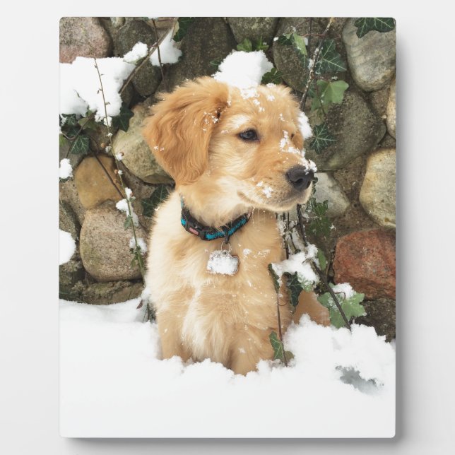 Cute Puppy lab retriever  Plaque (Front)