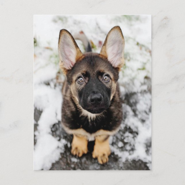 Cute Puppy Looking Up Postcard (Front)