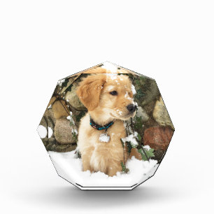 Cute Puppy photo Acrylic Award