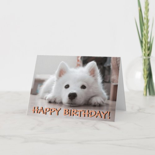 Cute puppy photo card