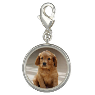 Cute Puppy Portrait Photo Charm