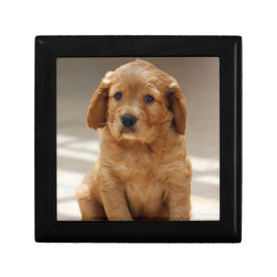 Cute Puppy Portrait Photo Gift Box