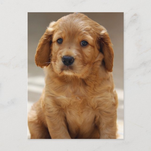 Cute Puppy Portrait Photo Postcard (Front)
