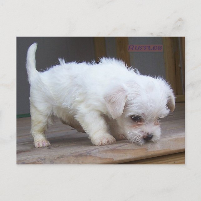 Cute Puppy Postcard (Front)
