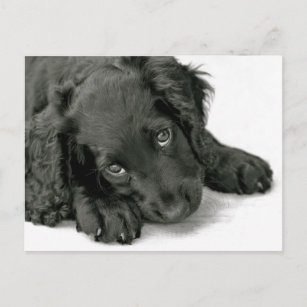 sprocker gifts