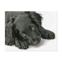Cute Puppy postcard