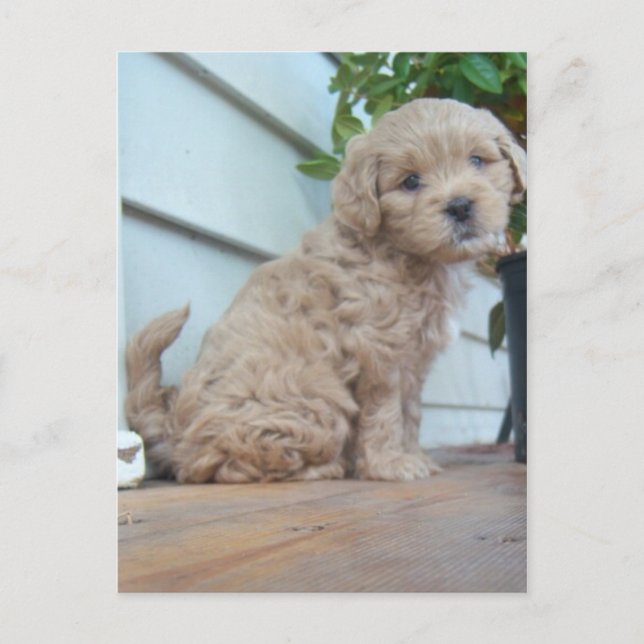 Cute Puppy Postcard (Front)