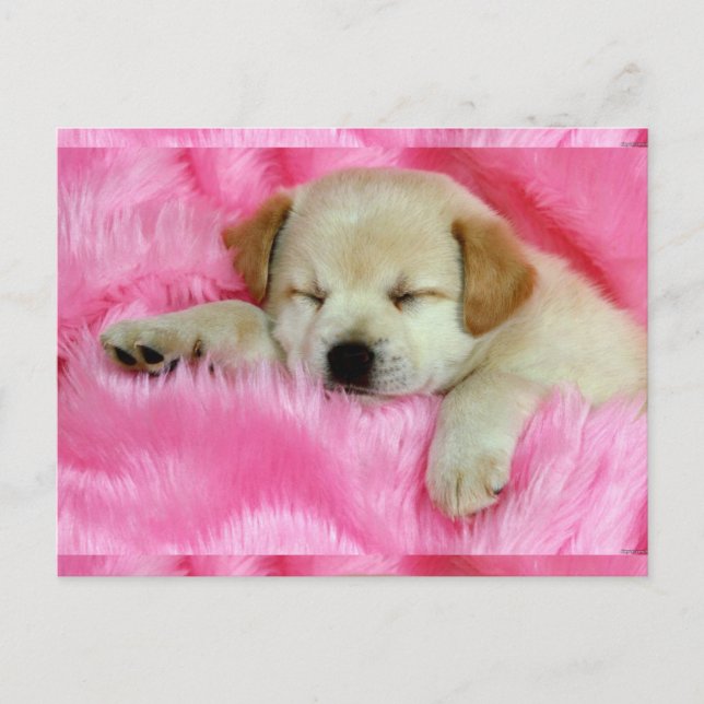 Cute Puppy Postcard (Front)