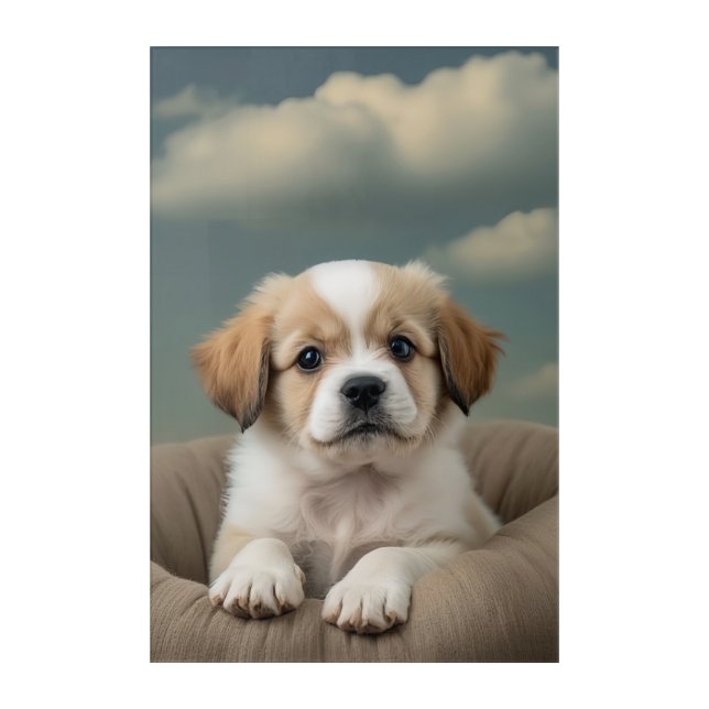 Cute puppy poster acrylic print (Front)