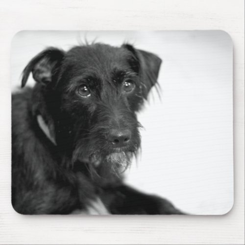 Cute Puppy Schnauzer Terrier Black White Mousepad