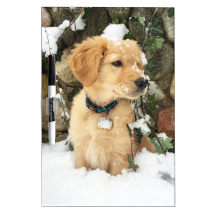 Cute puppy sitting in snow lab puppy dry erase board