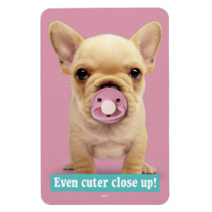 Cute Puppy with Pacifier Magnet
