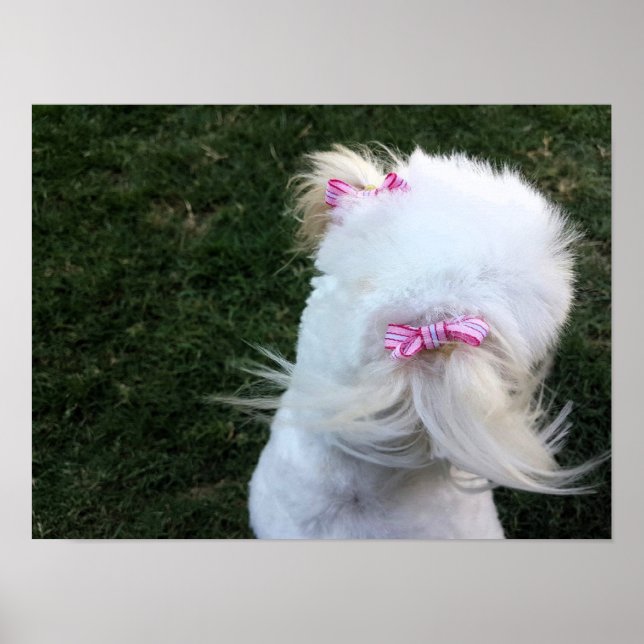 Cute puppy with ribbons poster (Front)