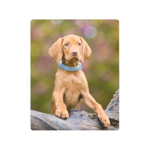 Cute puppyeyed Hungarian Vizsla Dog Puppy __ Metal Print